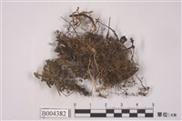 藏品(燭臺蘚)的圖片